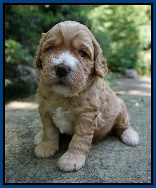 Dreamer Nova 3 wks old 21