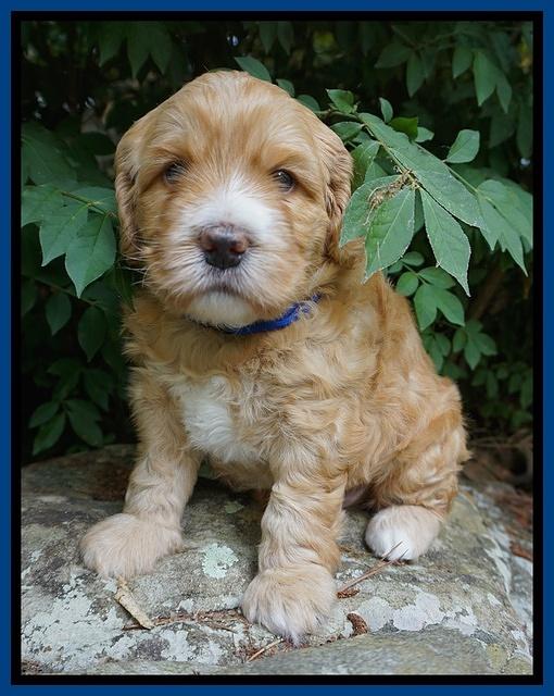 Dreamer Nova 4 wks old 21