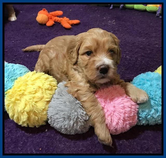 Dreamer Nova 4 wks old 41