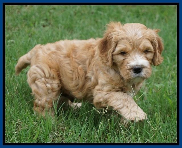 Dreamer Nova 5.5 wks old 11