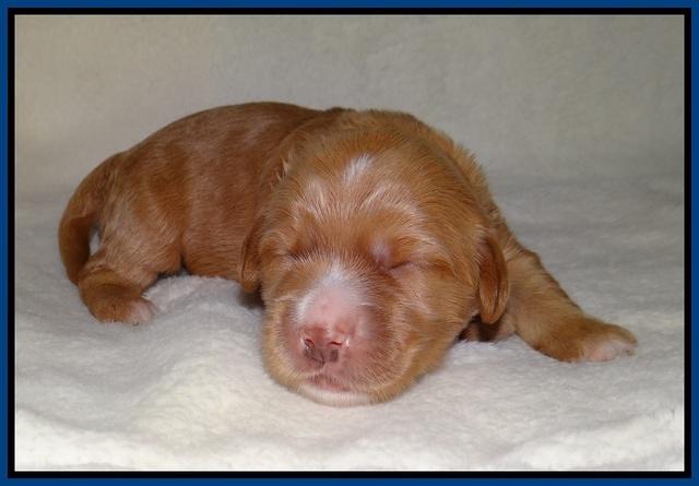 Dreamer Nova pups 1 wk old 41