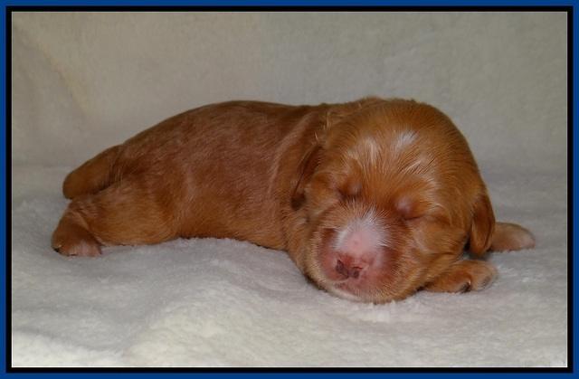 Dreamer Nova pups 1 wk old 61