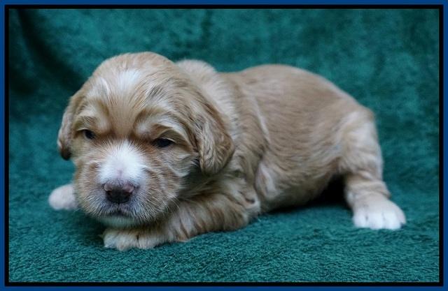 Dreamer Nova pups 2 wks old 71