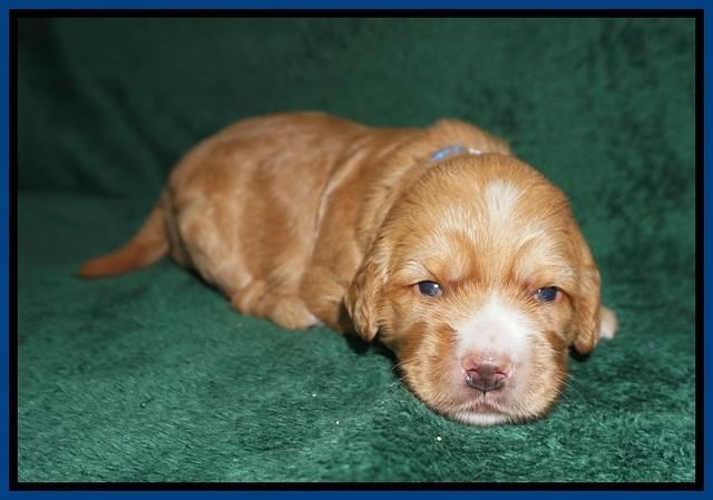 Dreamer Nova pups 2 wks old 91