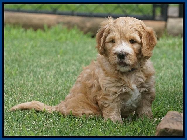 Dreamer Nova pups 6 wks old 31