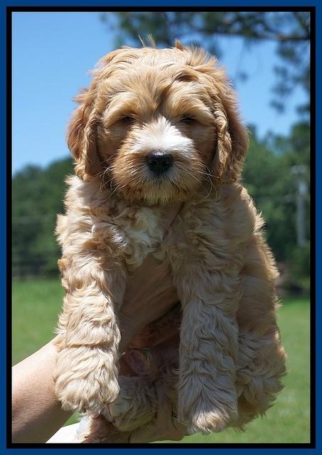 Dreamer Nova pups 7 wks old 21