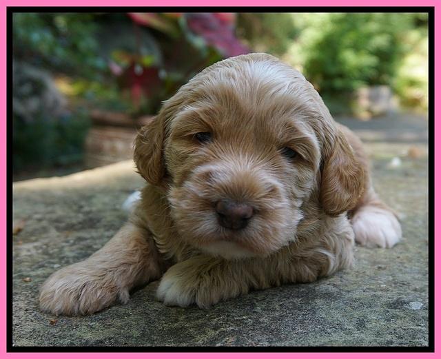 Dreamer Nova 3 wks old 91