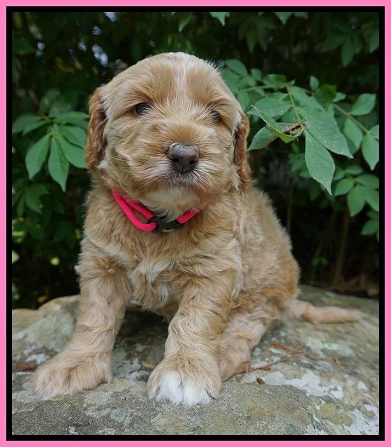 Dreamer Nova 4 wks old 51