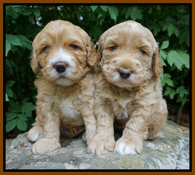 Dreamer Nova 4 wks old 81