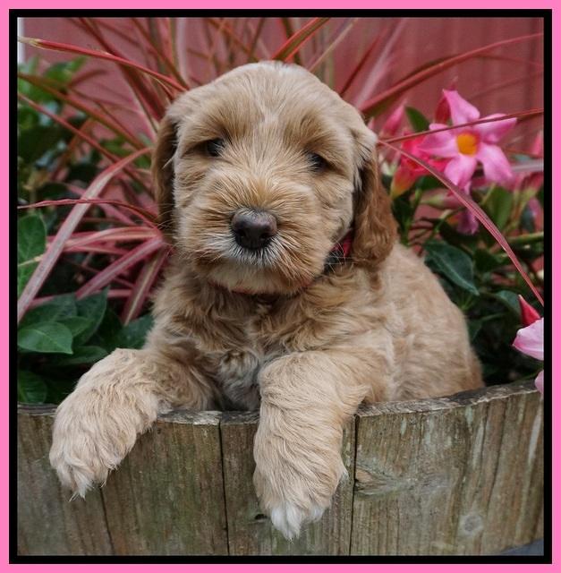 Dreamer Nova 5 wks old 21