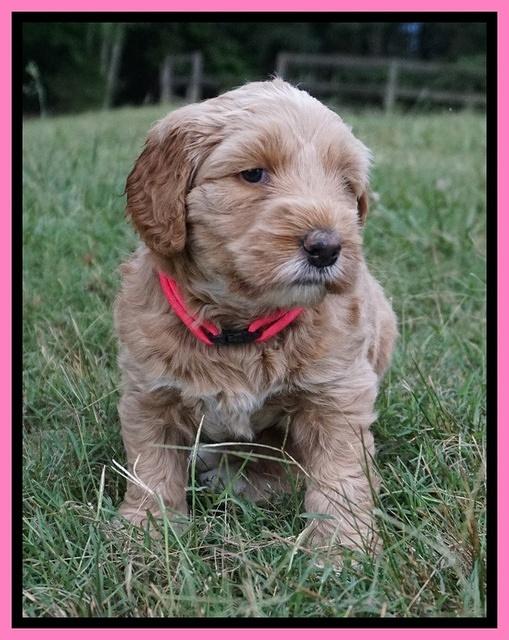 Dreamer Nova 5 wks old 41