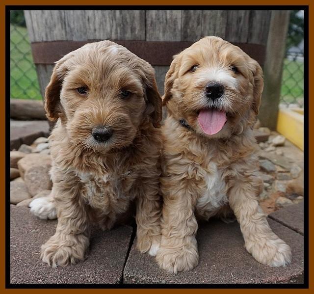 Dreamer Nova pups 6 wks old 91