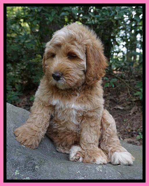 Dreamer Nova pups 8 wks old 21