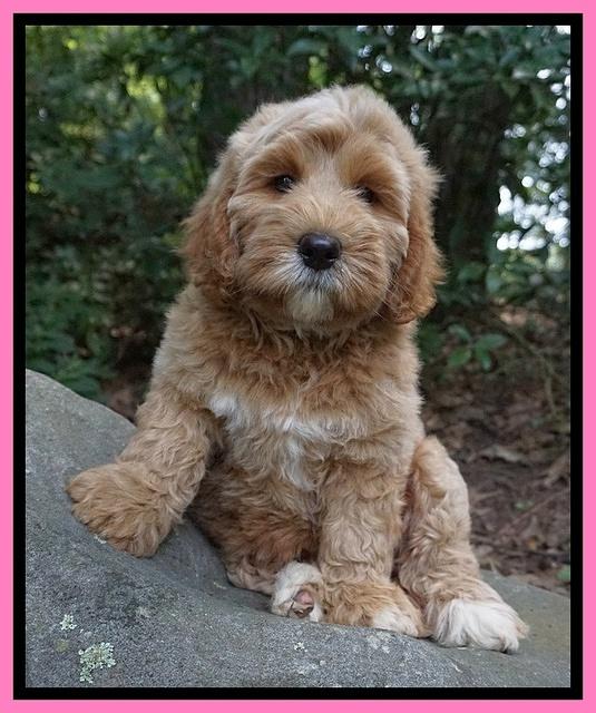 Dreamer Nova pups 8 wks old 31