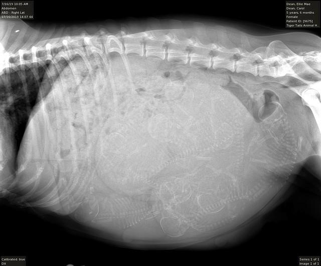 Ellie Benz pup xray lit 5 7 16 19