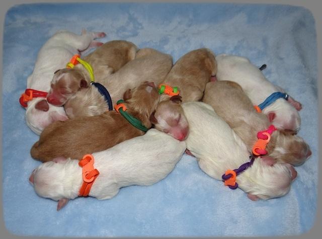 Ellie Benz Newborn pics 191