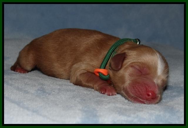 Ellie Benz Newborn pics 81