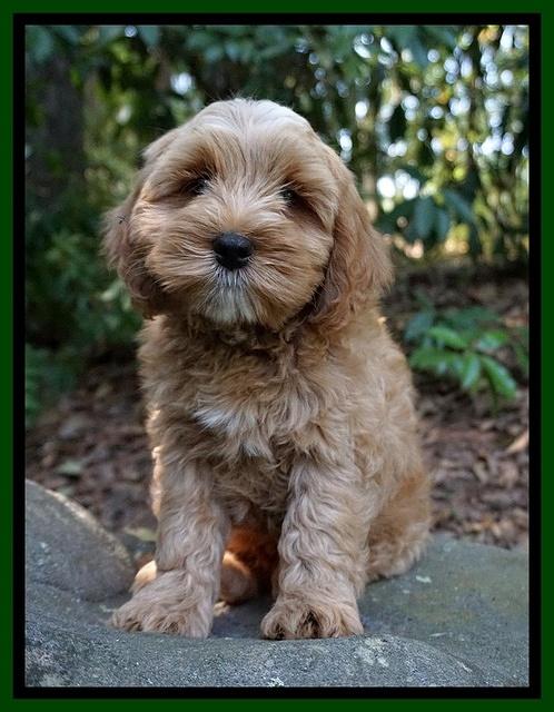 Ellie Benz pups 8 weeks old 71