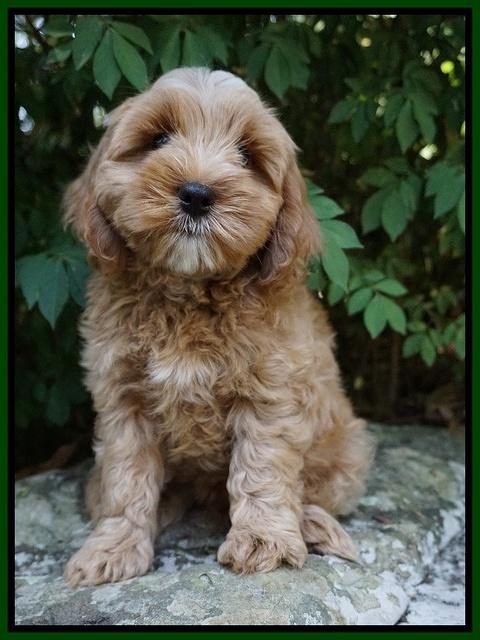 Ellie Benz pups 8 weeks old 81