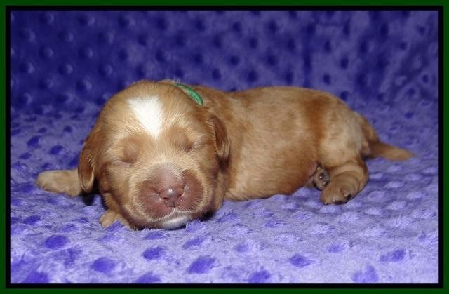 Ellie Benz pups 1 wk old 101