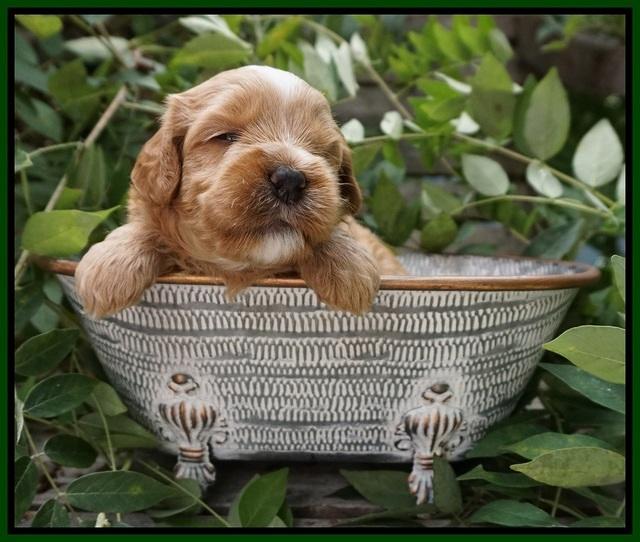 Ellie Benz pups 3 wks old 121