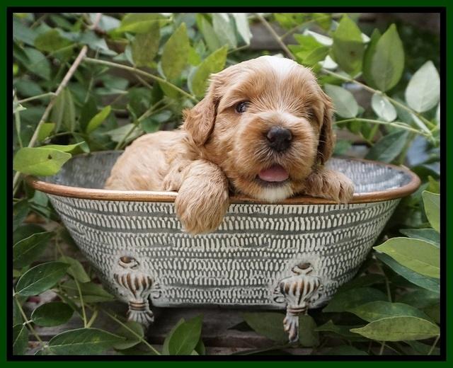 Ellie Benz pups 3 wks old 131