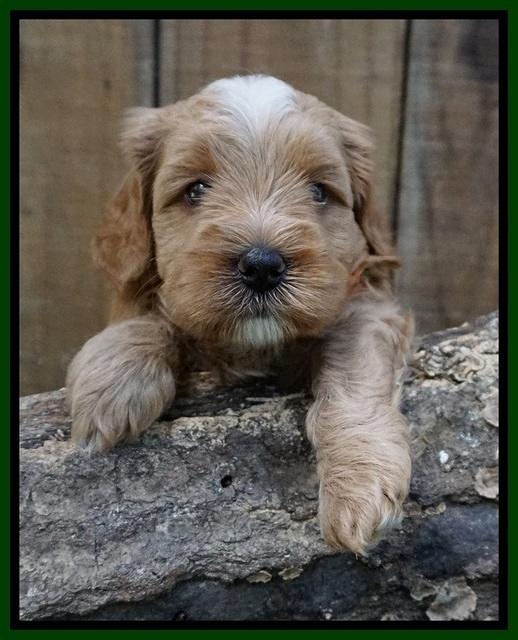 Ellie Benz pups 4 wks old101