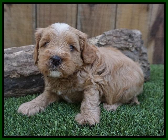 Ellie Benz pups 4 wks old141