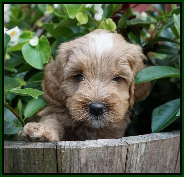 Ellie Benz pups 5 wks old 131