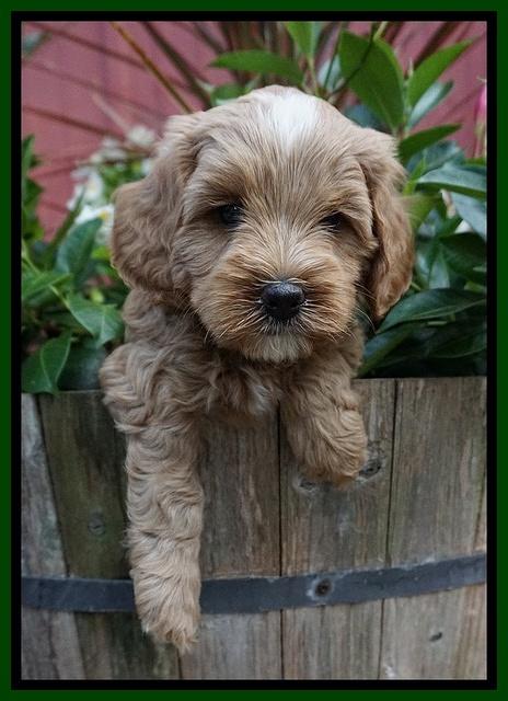 Ellie Benz pups 5 wks old 141