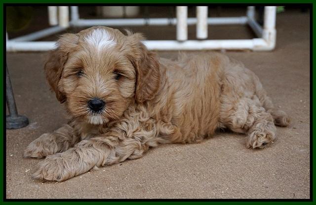 Ellie Benz pups 6 wks old201