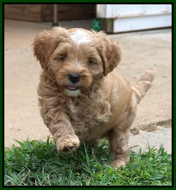 Ellie Benz pups 6 wks old211