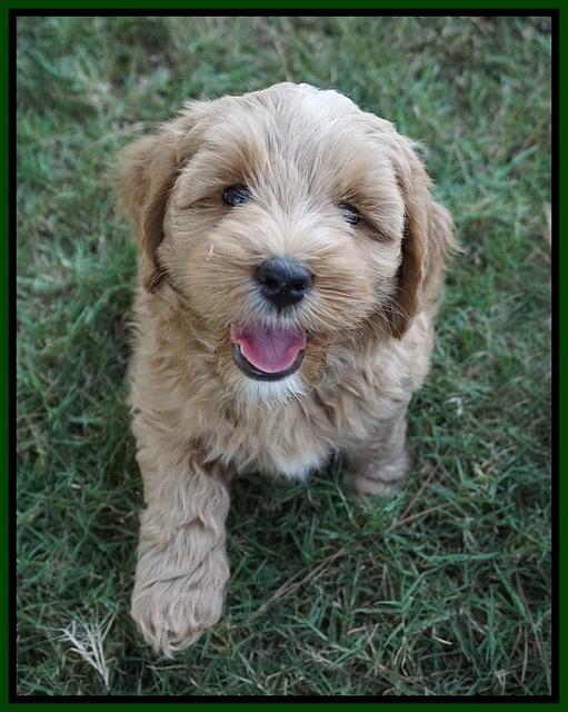 Ellie Benz pups 7 wks old 171