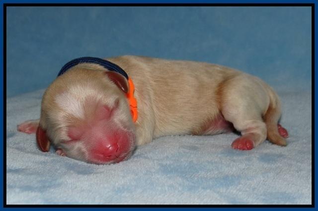 Ellie Benz Newborn pics 21