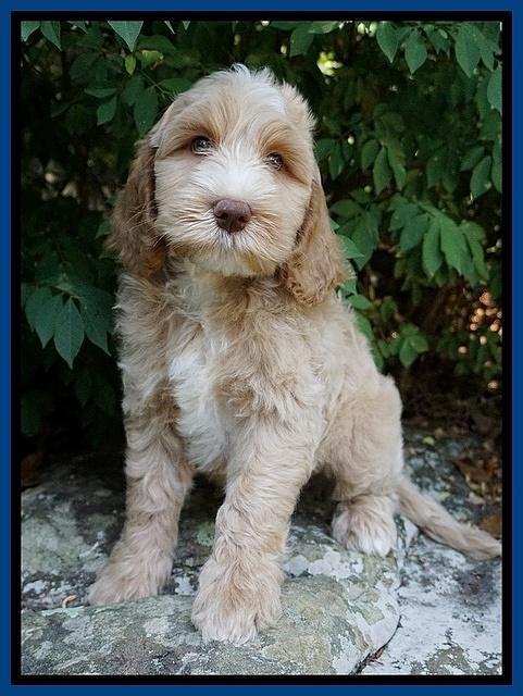 Ellie Benz pups 8 weeks old 21