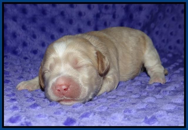 Ellie Benz pups 1 wk old 11