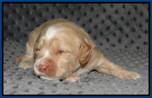 Ellie Benz pups 2 wks old 11