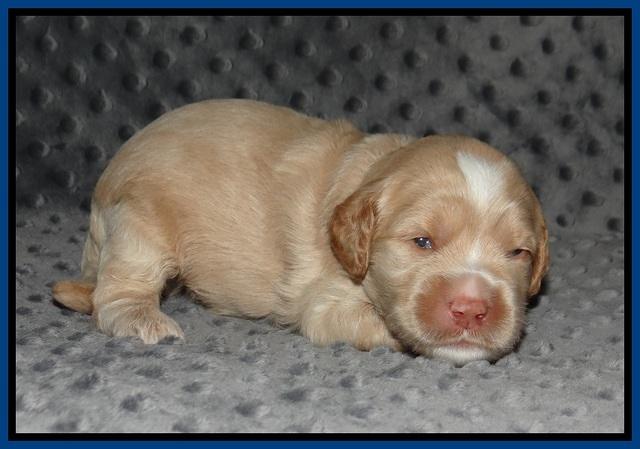 Ellie Benz pups 2 wks old 21