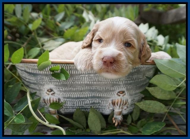 Ellie Benz pups 3 wks old 21