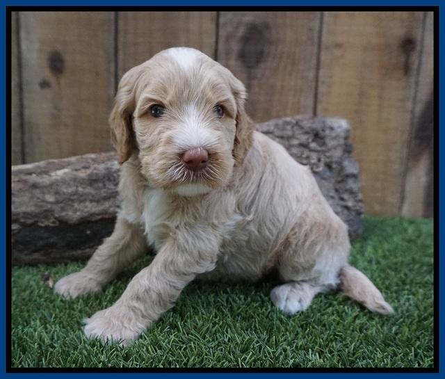 Ellie Benz pups 4 wks old21