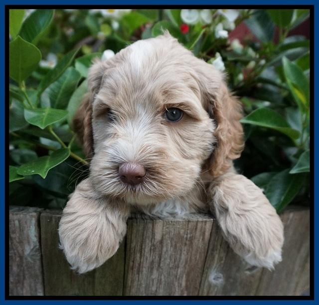 Ellie Benz pups 5 wks old 31