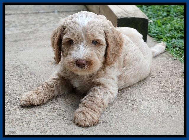 Ellie Benz pups 6 wks old51