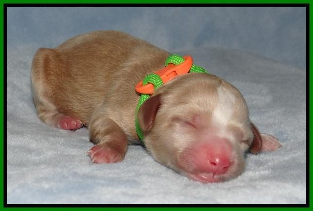 Ellie Benz Newborn pics 131