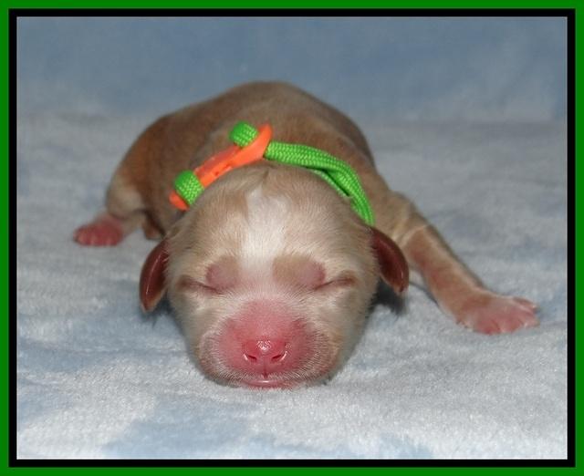 Ellie Benz Newborn pics 141