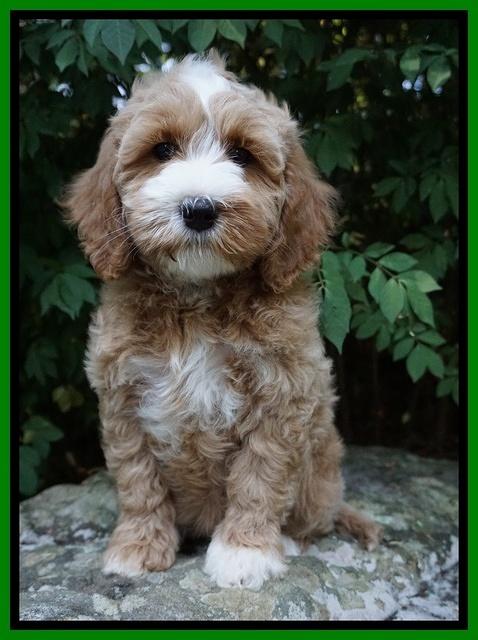 Ellie Benz pups 8 weeks old 141