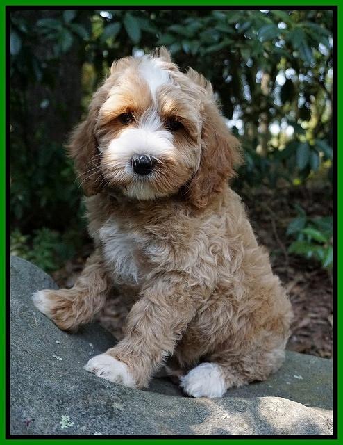 Ellie Benz pups 8 weeks old 151