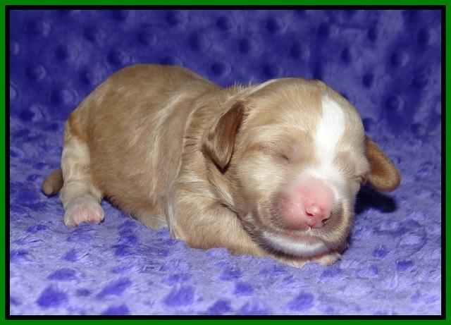Ellie Benz pups 1 wk old 151