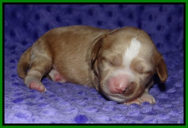 Ellie Benz pups 1 wk old 161