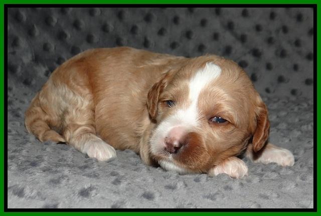 Ellie Benz pups 2 wks old 171