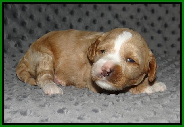 Ellie Benz pups 2 wks old 181
